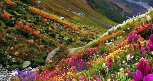 Uttarakhand’s Valley of Flowers opens to tourists