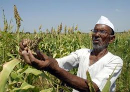 Maharashtra govt advises farmers to delay sowing amid rainfall deficit
