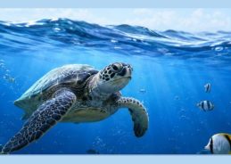 World Ocean Day: MoS Kirti Vardhan Singh urges citizens to protect oceans and marine life 