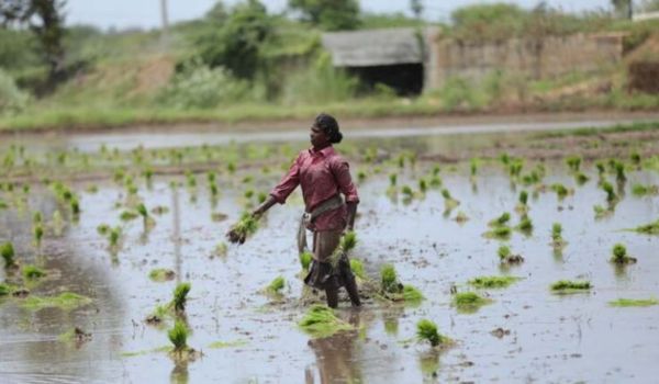 Chhattisgarh: Agriculture Department advises farmers to shift from paddy to pulses and oilseeds