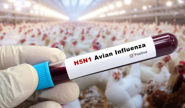 Avian influenza (H5N1) prompts heightened vigilance in New Zealand and Zoo closure in Nepal