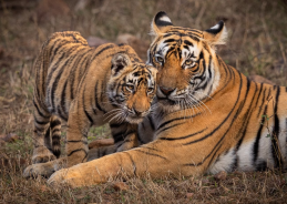 International Tiger Day: Uttar Pradesh strengthens tiger conservation through Bagh Mitra initiative