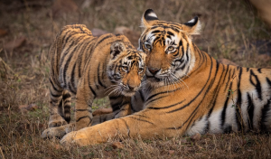 আজ বিশ্ব ব্যাঘ্র দিবস।