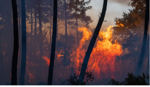 Over 20,000 evacuated as wildfire rages in southwest France