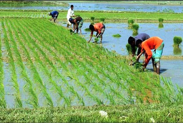 বর্ষা নামতেই মুর্শিদাবাদের কান্দি মহকুমা জুড়ে শুরু হয়েছে আমন ধান রোয়ার কাজ।