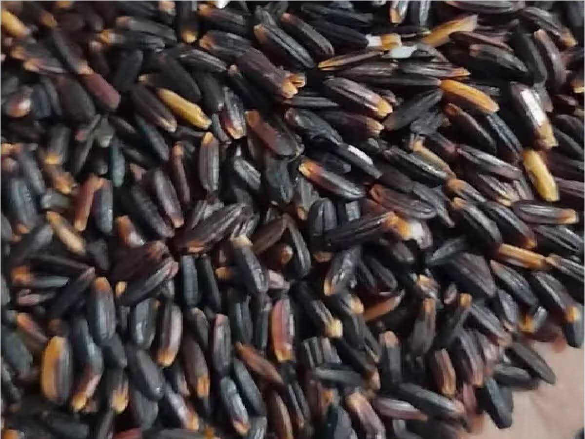 উত্তরবঙ্গের বিখ্যাত কালোনুনিয়া চালের প্রচুর চাহিদার প্রেক্ষিতে কৃষকরা এই ধান চাষে বিশেষভাবে আগ্রহ দেখাচ্ছেন