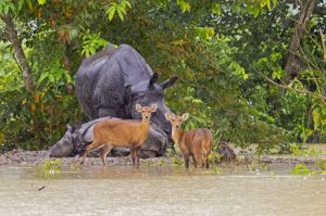 ব্ৰহ্মপুত্ৰৰ জলপৃষ্ঠ বৃদ্ধি পোৱাৰ ফলত কাজিৰঙা ৰাষ্ট্ৰীয় উদ্যানৰ বিভিন্ন অঞ্চল জলমগ্ন