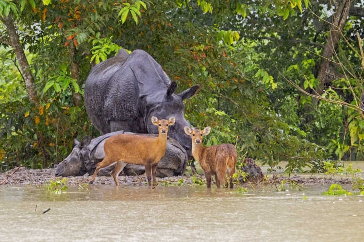 ব্ৰহ্মপুত্ৰৰ জলপৃষ্ঠ বৃদ্ধি পোৱাৰ ফলত কাজিৰঙা ৰাষ্ট্ৰীয় উদ্যানৰ বিভিন্ন অঞ্চল জলমগ্ন