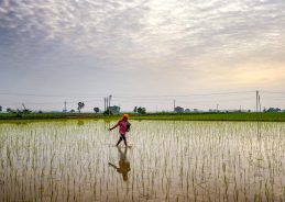 Centre sets 180 lakh metric ton Paddy procurement target for Punjab