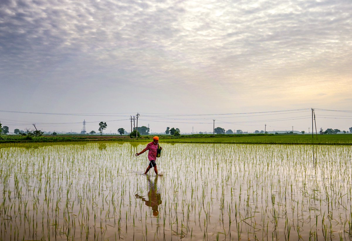 Centre sets 180 lakh metric ton Paddy procurement target for Punjab
