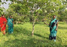 Women farmers connected to international markets through commercial export of mangoes to Duba