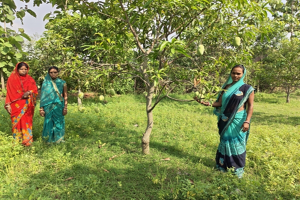 Women farmers connected to international markets through commercial export of mangoes to Duba