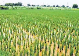 Andhra records 51% deficit rainfall; farmers advised not to cultivate paddy