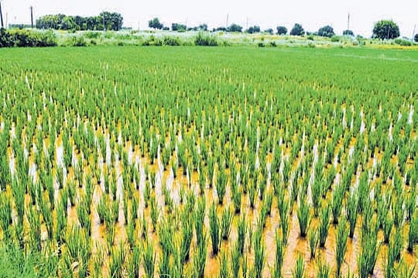 Andhra records 51% deficit rainfall; farmers advised not to cultivate paddy