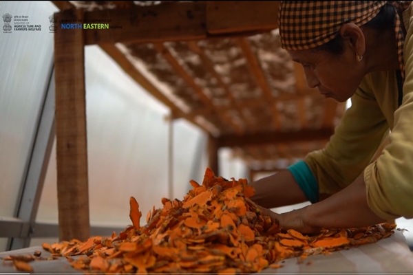 Mr Scindia noted that with the world's highest naturally occurring curcumin content, Lakadong Turmeric is news image