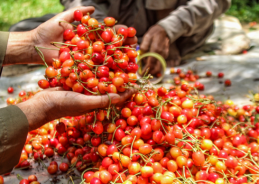 J&K exports first-ever shipment of premium Cherries & Plums to UAE