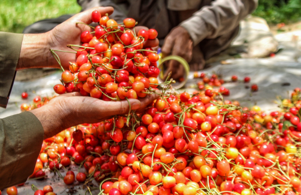 J&K exports first-ever shipment of premium Cherries & Plums to UAE