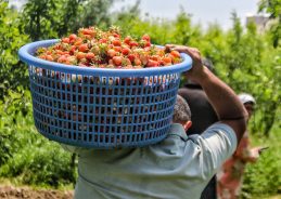 J&K farmers to attend 7-day interstate exposure-cum-training programme in Himachal under ATMA (SMAE) 2026-27