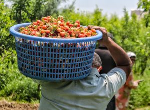 J&K farmers to attend 7-day interstate exposure-cum-training programme in Himachal under ATMA (SMAE) 2026-27