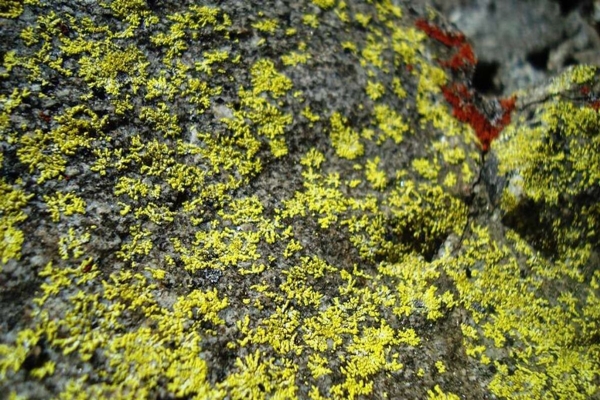 Five new species of lichen-forming fungi unveiled from Western Ghats