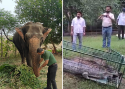 Punjab Forest Department rescues elephant, gharial for safe conservation Punjab Forest Department rescues elephant, gharial for safe conservation