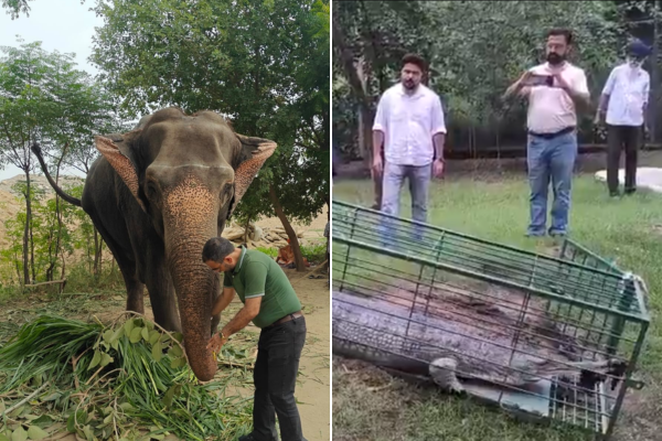 Punjab Forest Department rescues elephant, gharial for safe conservation