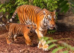 International Tiger Day: PM Modi, Union Forest Minister Bhupendra Yadav reaffirm India’s commitment to tiger conservation