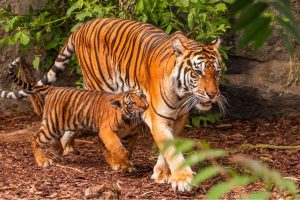 আজি আন্তঃৰাষ্ট্ৰীয় ব্যাঘ্ৰ দিৱস