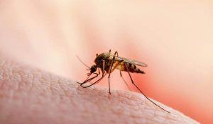 Jharkhand issues statewide health alert after malaria deaths