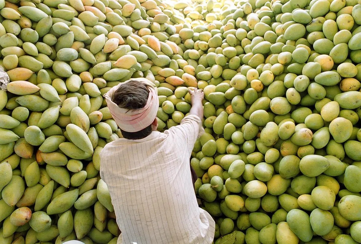 First-ever Karnataka’s mangoes exported to Maldives; farmers get 50% higher return