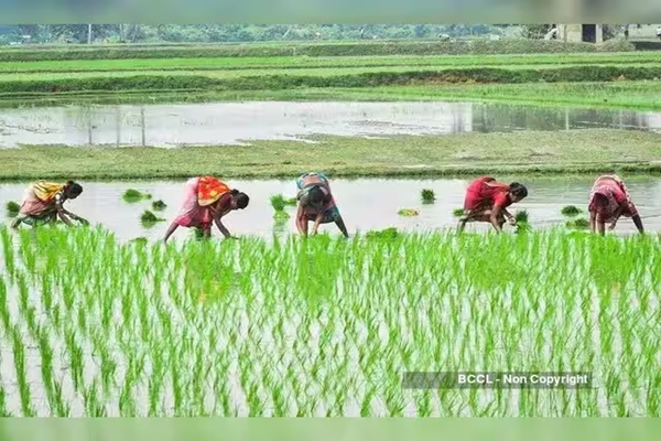 आंध्र प्रदेश: अल नीनो के प्रभाव से राज्य में बारिश में आई कमी