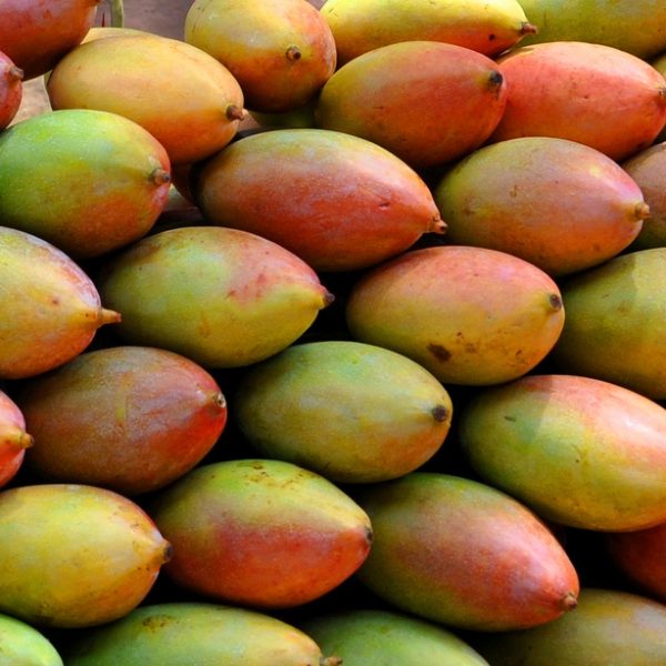 Centre approves procurement of Khopra, Totapuri mangoes in Tamil Nadu to protect farmers