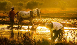 FAO and WMO release report on extreme heat and agriculture