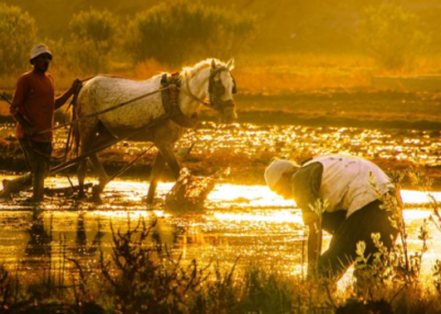 FAO and WMO release report on extreme heat and agriculture