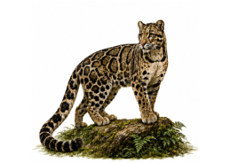On International Clouded Leopard Day, India strengthens conservation through dedicated Conservation Action Plan for the Wild Cat On International Clouded Leopard Day, India strengthens conservation through dedicated Conservation Action Plan for the Wild Cat