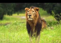 India’s Asiatic lion population is thriving, with its habitat & range expanding: PM Modi on World Lion Day
