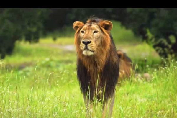 India’s Asiatic lion population is thriving, with its habitat & range expanding: PM Modi on World Lion Day