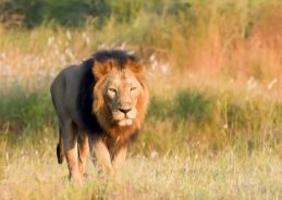 Union Minister Bhupender Yadav highlights India’s commitment to Asiatic lion conservation on World Lion Day