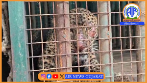 ભરૂચના વાલિયાના કરસાડ ગામે પાંજરામાં દીપડી કેદ થતાં ગ્રામજનોએ રાહતનો શ્વાસ લીધો