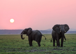 Environment Minister Bhupender Yadav reaffirms India’s commitment to elephant conservation on World Elephant Day Environment Minister Bhupender Yadav reaffirms India’s commitment to elephant conservation on World Elephant Day