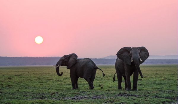 Environment Minister Bhupender Yadav reaffirms India’s commitment to elephant conservation on World Elephant Day