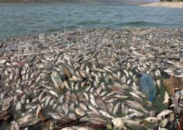 NGT seeks responses from Karnataka govt over fish mortality in Belgavi district