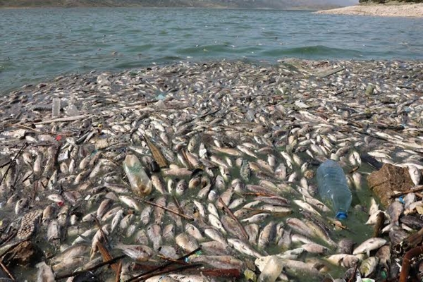 NGT seeks responses from Karnataka govt over fish mortality in Belgavi district
