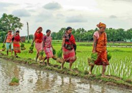 Progress of area sown under Kharif Crops crosses 967 Lakh Hectares