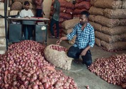 Govt begins calibrated release of buffer stock of onions to ensure availability