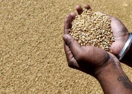 Govt lifts export restrictions on wheat flour and related products