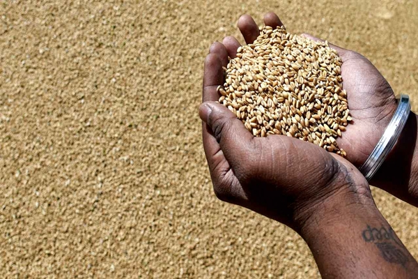 Govt lifts export restrictions on wheat flour and related products
