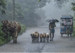 Yellow warning issued in parts of North Bengal as heavy rain forecast Yellow warning issued in parts of North Bengal as heavy rain forecast