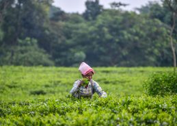 IMD forecasts scattered rainfall over West Bengal IMD forecasts scattered rainfall over West Bengal