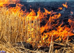 Haryana Cuts Paddy Stubble-Burning Incidents by 91% Since 2021 Haryana Cuts Paddy Stubble-Burning Incidents by 91% Since 2021